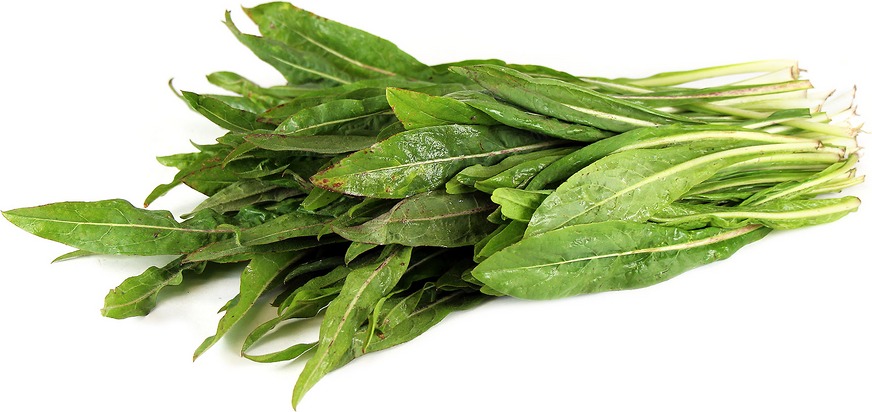 Radicheta x atado (organico)