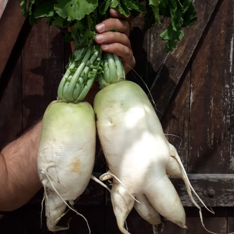 Nabo Daikon (orgánico) "Monte Callado"