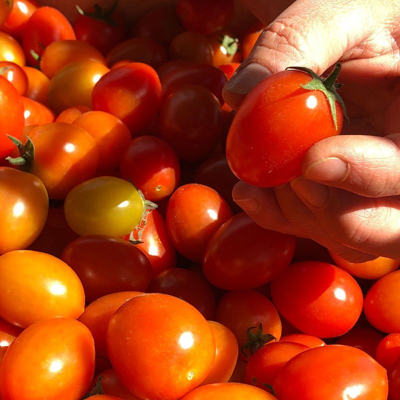 Tomate cherry (orgánico)