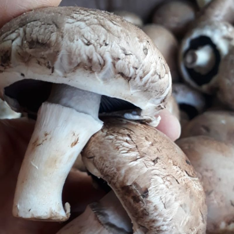 Hongos portobello (orgánico)