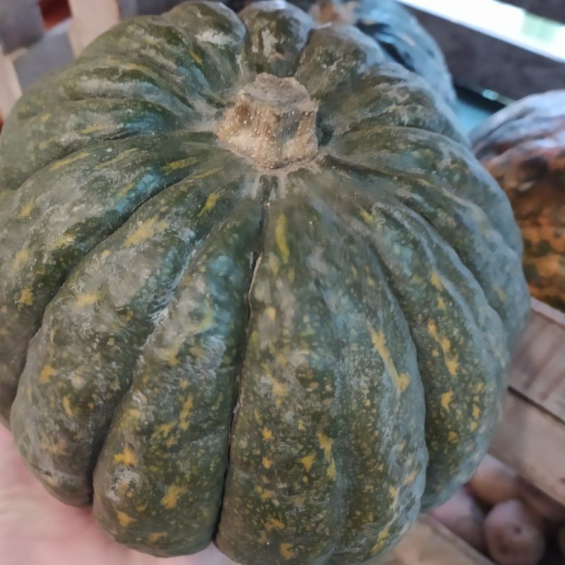 Zapallo Kabutia (orgánico)