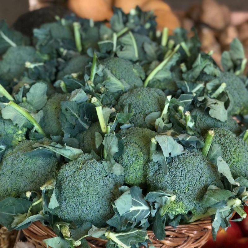 Brocoli "El valle del tulum"