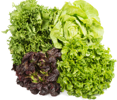 Lechuga x planta "hidroponia tandil"