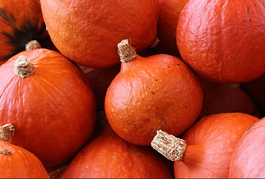 Zapallo hokkaido "Monte Callado"