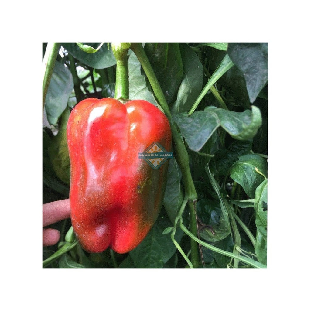 Morron Rojo "La Anunciacion"