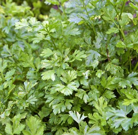 [52353] Perejil x 1/2 atado (orgánico)