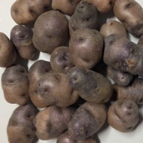 [0495] Papin Andino (orgánico)