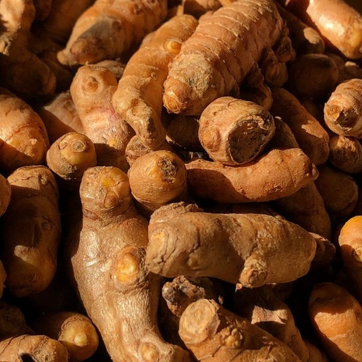 [9679] Curcuma raiz fresca (orgánica)