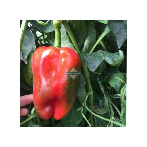 [7252] Morron Rojo "La Anunciacion"