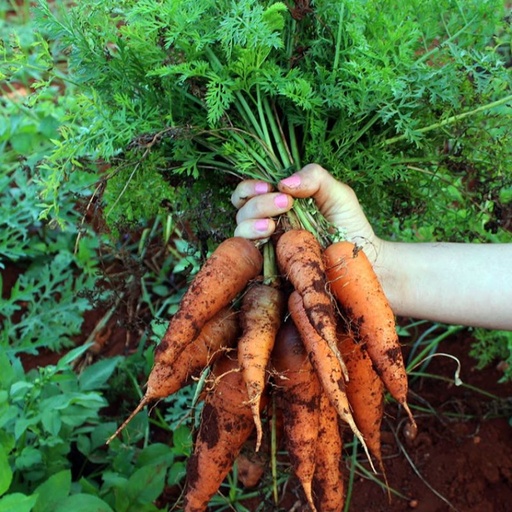 [7957] Zanahoria s/cabo ArgenBIO (orgánica)